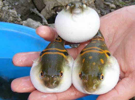 河豚魚怎么吃？河豚魚怎么去毒