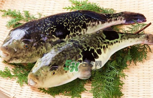 河豚魚(yú)是海鮮嗎？河豚魚(yú)是淡水魚(yú)嗎