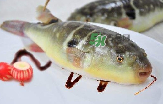河豚魚是發(fā)物嗎？河豚魚為什么有毒