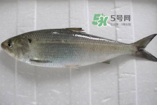 鰣魚(yú)多少錢(qián)一斤？長(zhǎng)江鰣魚(yú)多少錢(qián)一斤2017