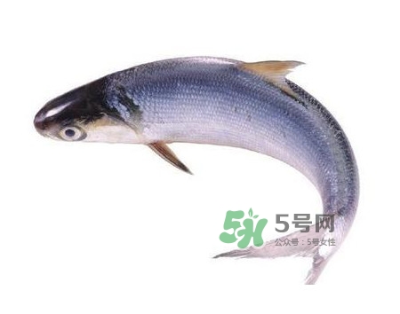 鰣魚怎么讀？鰣魚是什么魚