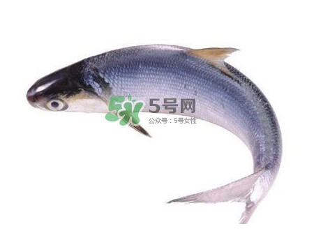鰣魚刺多嗎？鰣魚可以養(yǎng)殖嗎