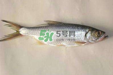 鰣魚怎么做好吃？鰣魚怎么處理