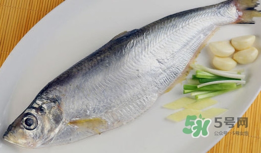 鰣魚和響魚是兩種魚嗎？鰣魚和鯽魚的區(qū)別