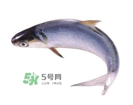 鰣魚和刀魚哪個(gè)貴？長(zhǎng)江三鮮哪個(gè)最貴
