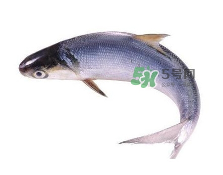 鰣魚什么時候最好吃？長江鰣魚什么上市