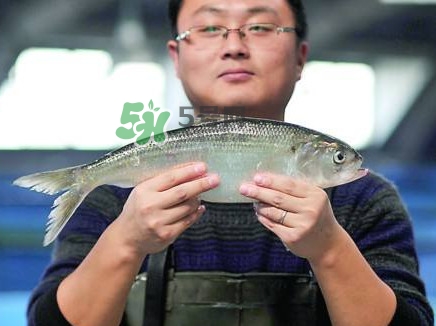 鰣魚與香魚怎么區(qū)分？鰣魚與香魚的區(qū)別