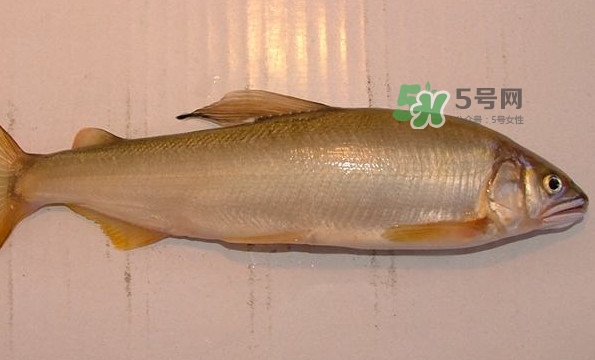 鰣魚與香魚怎么區(qū)分？鰣魚與香魚的區(qū)別