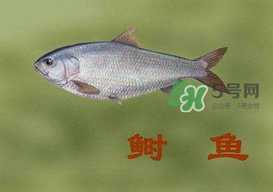 鰣魚和響魚是兩種魚嗎？鰣魚和鯽魚的區(qū)別