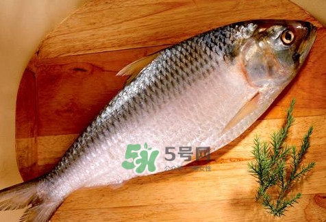 鰣魚怎么做好吃？鰣魚怎么處理