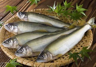 鰣魚與香魚怎么區(qū)分？鰣魚與香魚的區(qū)別