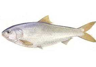 鰣魚和響魚是兩種魚嗎？鰣魚和鯽魚的區(qū)別