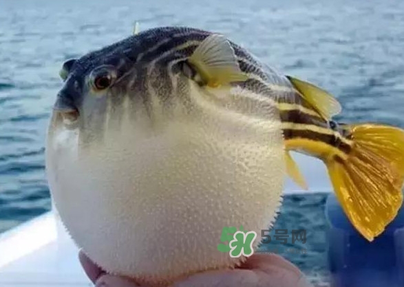 河豚魚(yú)是海鮮嗎？河豚魚(yú)是淡水魚(yú)嗎