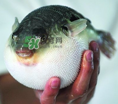 河鲀多少錢一只？河鲀多少錢一斤