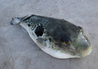 河豚魚怎么吃？河豚魚怎么去毒