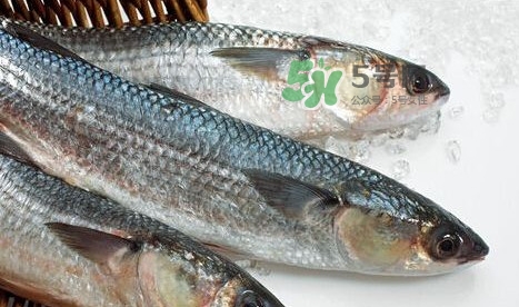 鰣魚(yú)多少錢(qián)一斤？長(zhǎng)江鰣魚(yú)多少錢(qián)一斤2017