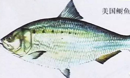 為什么吃清蒸海鰣魚都是半條？鰣魚有什么營養(yǎng)價值