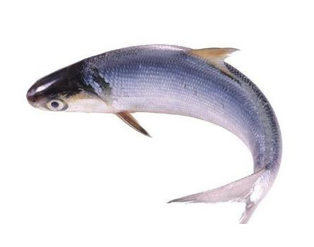 為什么吃清蒸海鰣魚都是半條？鰣魚有什么營養(yǎng)價值