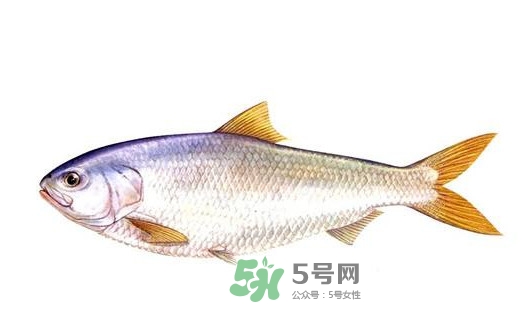 鰣魚的魚鱗能吃嗎？鰣魚為什么不去魚鱗