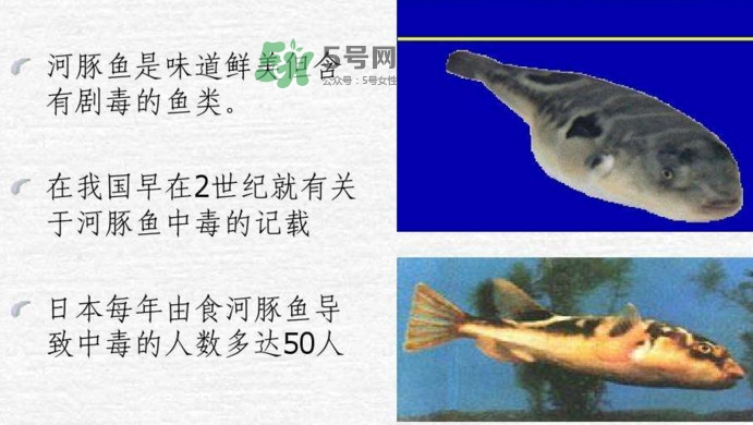 河豚中毒會(huì)產(chǎn)生幻覺(jué)嗎？河豚中毒多久發(fā)作
