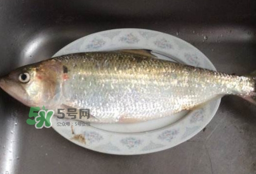 鰣魚怎么讀？鰣魚是什么魚