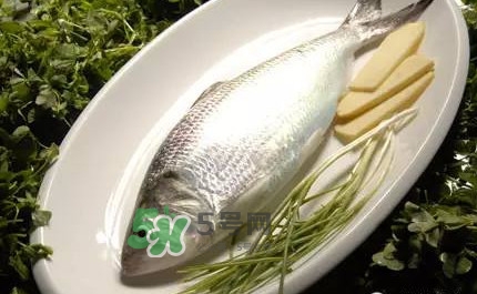 鰣魚的魚鱗能吃嗎？鰣魚為什么不去魚鱗