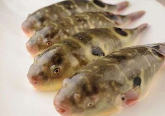 河鲀哪個(gè)部位有毒？河鲀哪個(gè)部位可以食用