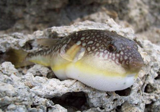河鲀是淡水魚(yú)嗎？河鲀是哺乳動(dòng)物嗎