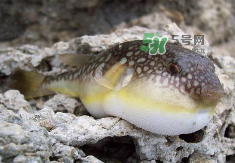 河豚究竟有多好吃？河豚最毒的部位是哪里