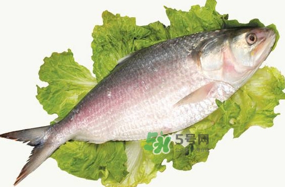 鰣魚什么時候最好吃？長江鰣魚什么上市