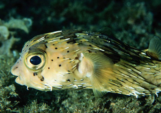 河豚魚是發(fā)物嗎？河豚魚為什么有毒