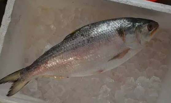 為什么吃清蒸海鰣魚都是半條？鰣魚有什么營養(yǎng)價值