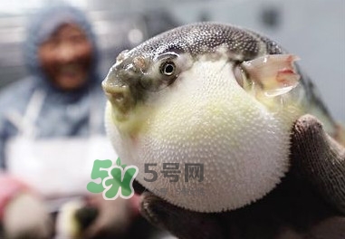 河豚魚是發(fā)物嗎？河豚魚為什么有毒
