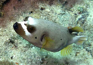 河豚魚是海鮮嗎？河豚魚是淡水魚嗎