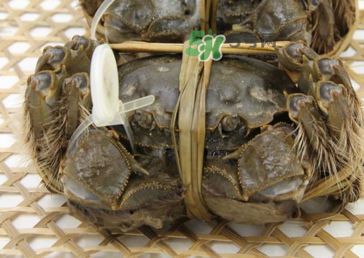 大閘蟹能活多久？大閘蟹可以活多久？