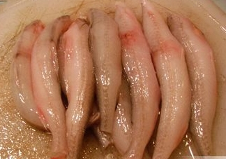 龍頭魚有刺嗎？龍頭魚有魚鱗嗎