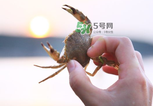 海螃蟹能冷凍保存嗎？海螃蟹放冰箱冷凍嗎？
