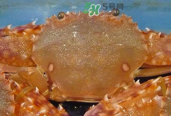 ?花蟹可以放冰箱嗎？花蟹怎么保存才新鮮？