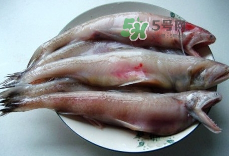 龍頭魚是什么魚？龍頭魚多少錢一斤？