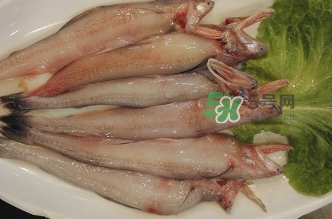 龍頭魚怎么殺？龍頭魚怎么處理？