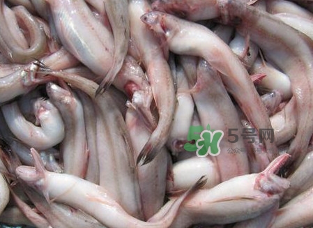 龍頭魚可以冷凍嗎？龍頭魚怎么保存