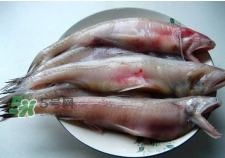 龍頭魚可以冷凍嗎？龍頭魚怎么保存