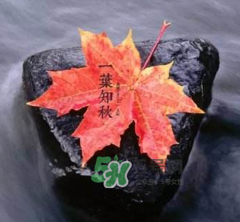 立秋后是不是早晚天氣涼？立秋后天氣有什么變化？