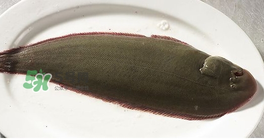 龍利魚多少錢一斤？龍利魚是什么魚