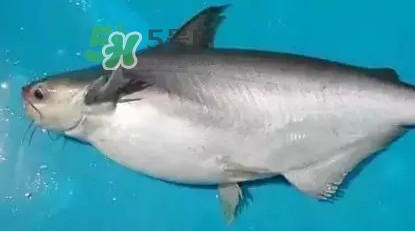 龍利魚(yú)怎么挑選？龍利魚(yú)與越南巴沙魚(yú)的區(qū)別