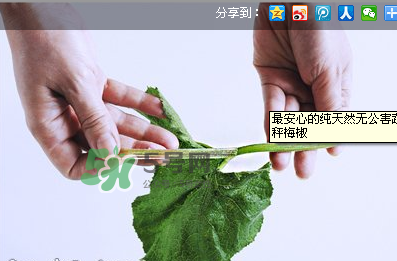 南瓜苗怎么做好吃？南瓜苗怎么撕？