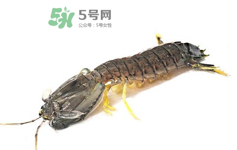 蝦蛄蝦殼怎么剝才好？蝦蛄怎么清洗