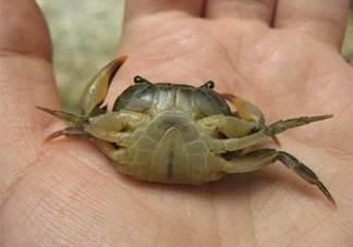 海螃蟹死了還能吃嗎？海螃蟹死了多久還能吃？