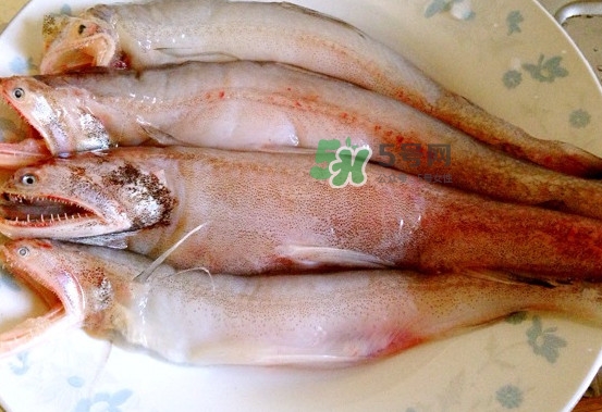 龍頭魚是什么魚？龍頭魚多少錢一斤？