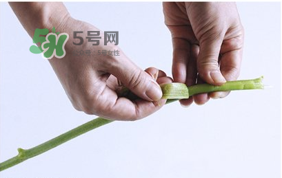 南瓜苗怎么做好吃？南瓜苗怎么撕？